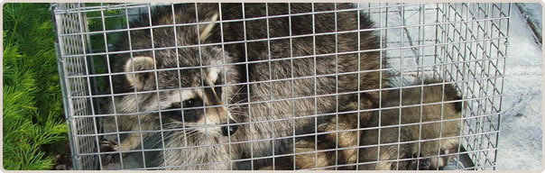 Cuyahoga County Animal Removal – Ace Wildlife Services